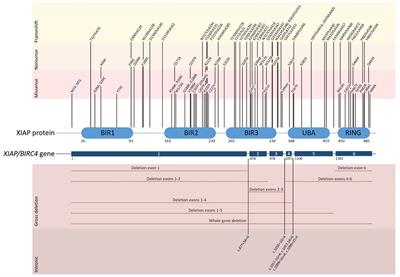 Evolution of Our Understanding of XIAP Deficiency